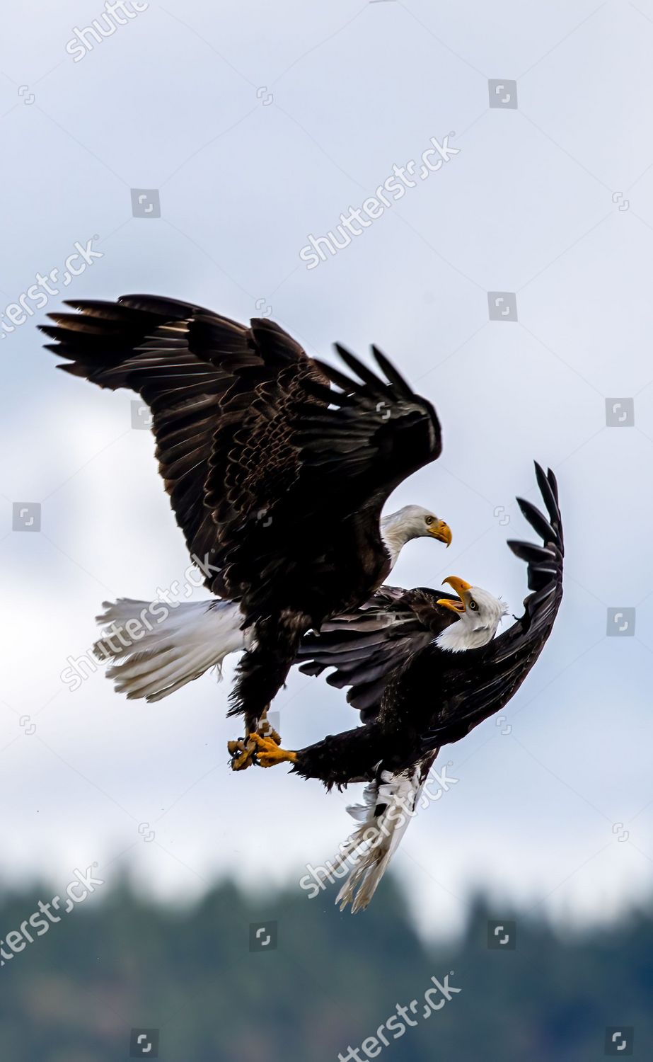 Bald Eagles Lock Talons They Battle Editorial Stock Photo Stock Image