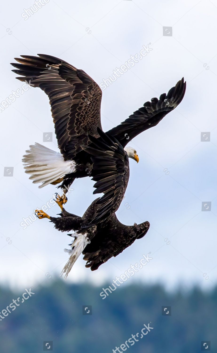 Bald Eagles Lock Talons They Battle Editorial Stock Photo Stock Image
