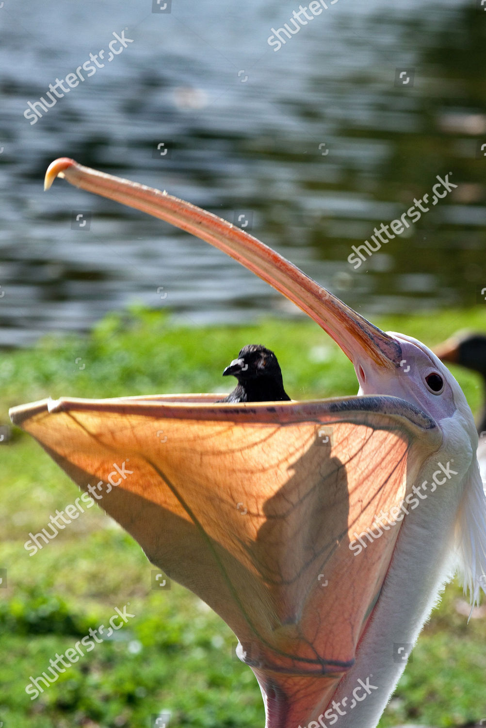 Unlucky Pigeon Can Be Seen Pelicans Beak Editorial Stock Photo Stock Image Shutterstock