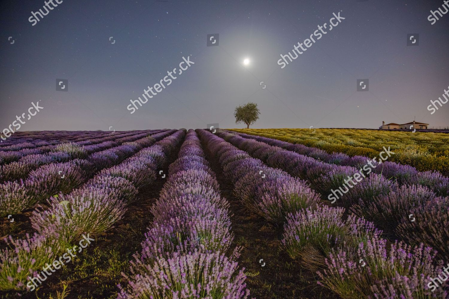 Lavender Fields Night Under Moonlight During Editorial Stock Photo ...