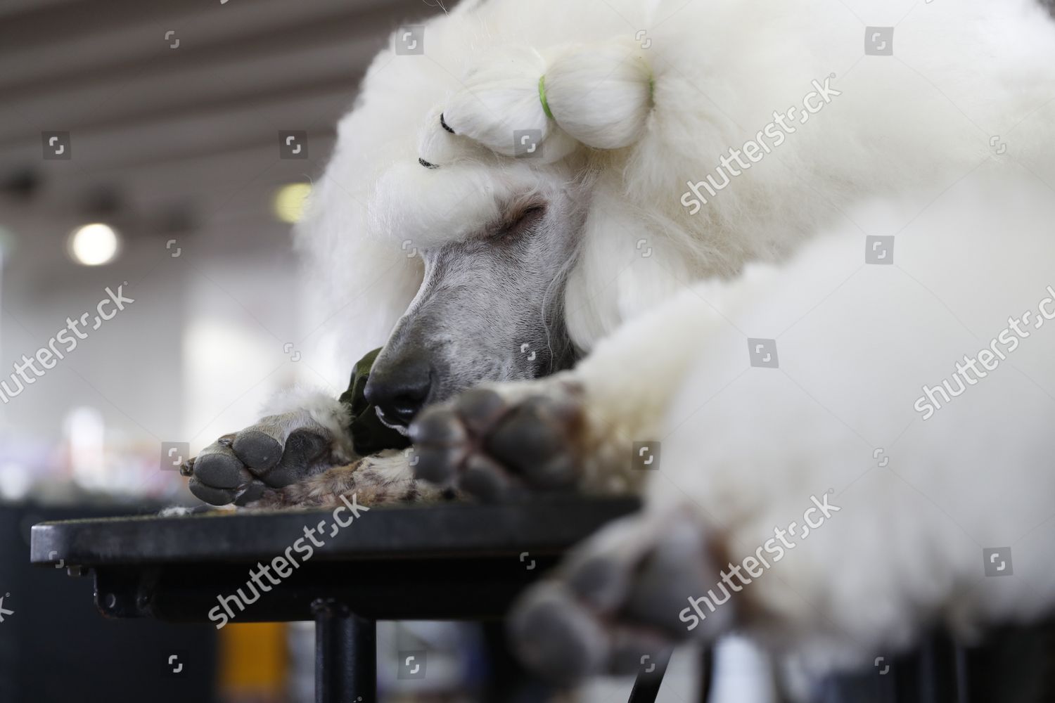 Standard Poodle Rests Backstage After Competing Editorial Stock Photo   Shutterstock 12400693y 