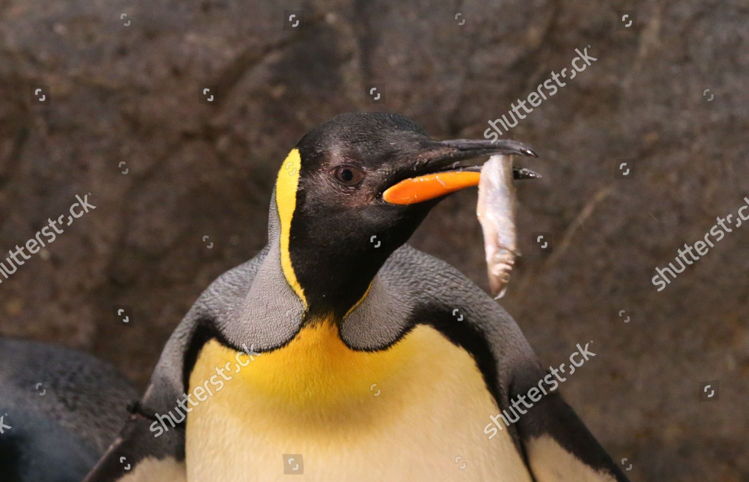 King Penguin Consumes Mackerel Fish 60 Editorial Stock Photo Stock