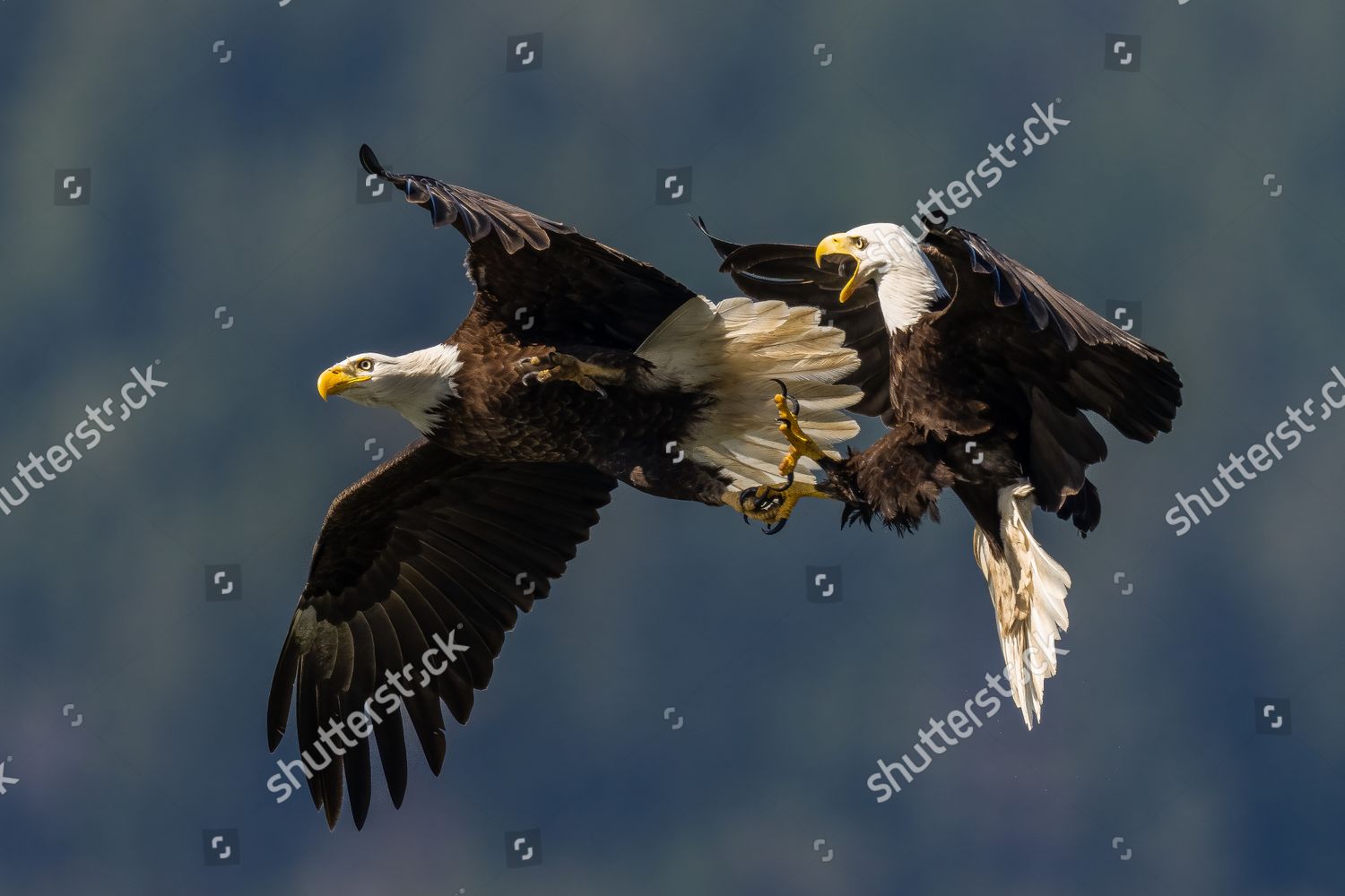 Two Bald Eagles Lock Talons They Editorial Stock Photo Stock Image