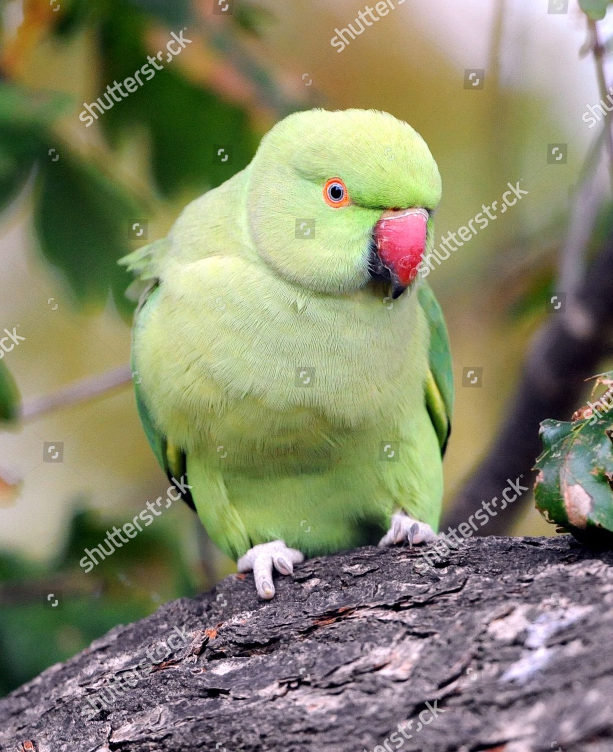 Parakeets Nesting Oak Trees Bushy Park Editorial Stock Photo - Stock ...