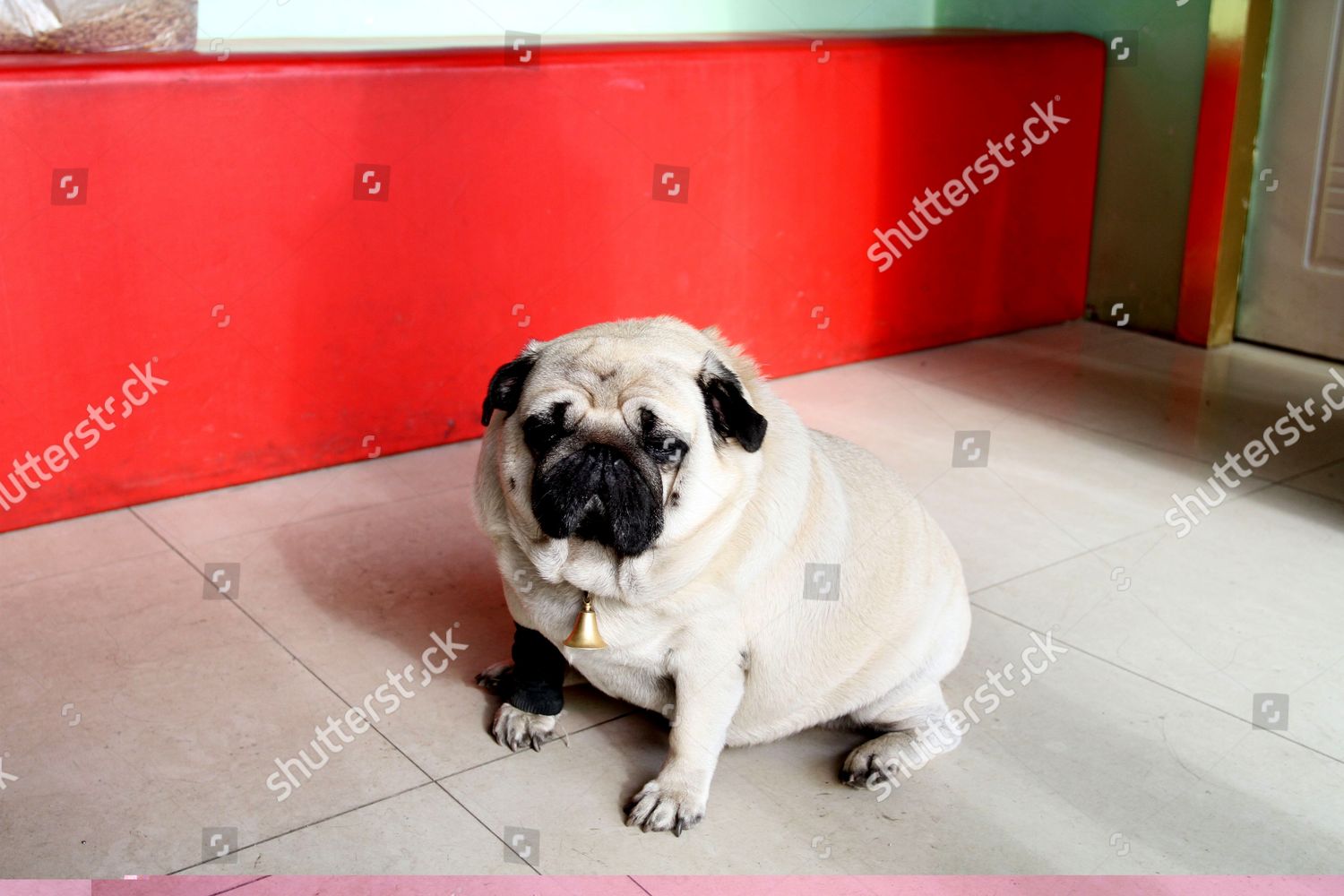 Chubby Pug Jia Bao Who Weighs Editorial Stock Photo - Stock Image