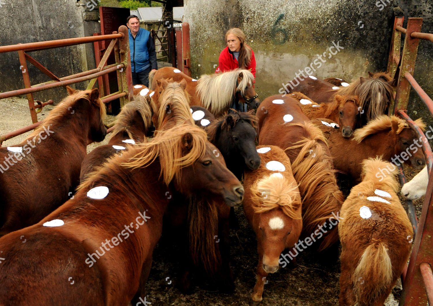 Dartmoor Pony Sale Tavistock Cattle Market Editorial Stock Photo