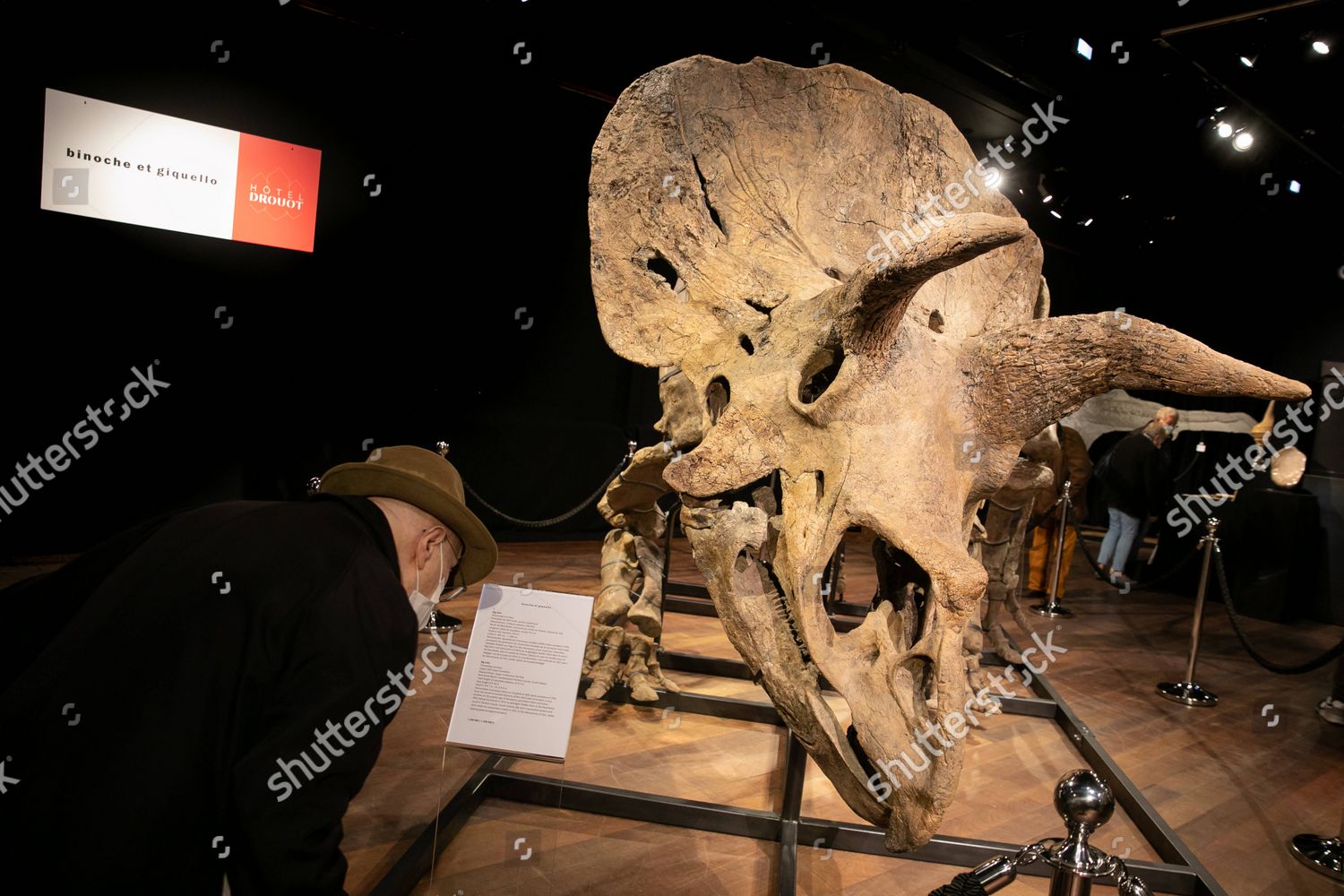 big john triceratops auction