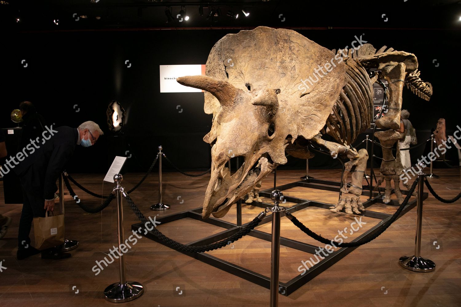 big john triceratops auction