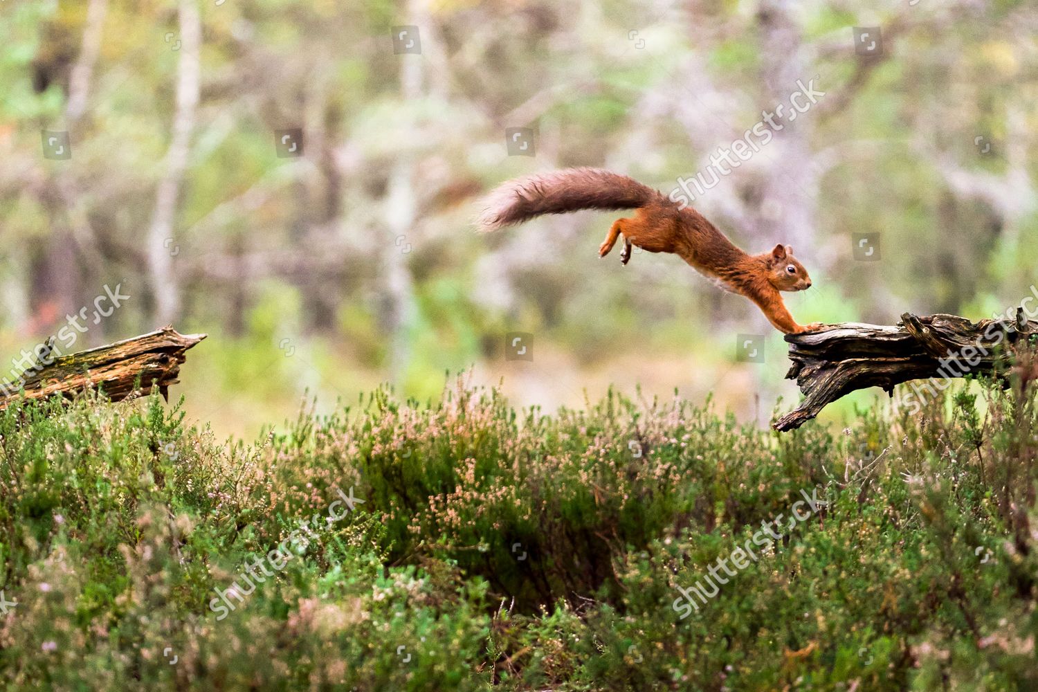 Squirrel Makes Leap Faith Jumps Across Editorial Stock Photo - Stock