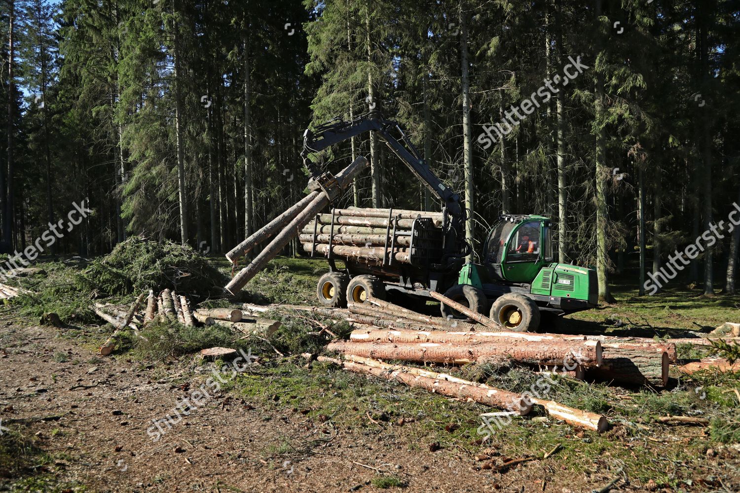 Felling During Monday Forest Area Just Editorial Stock Photo - Stock ...