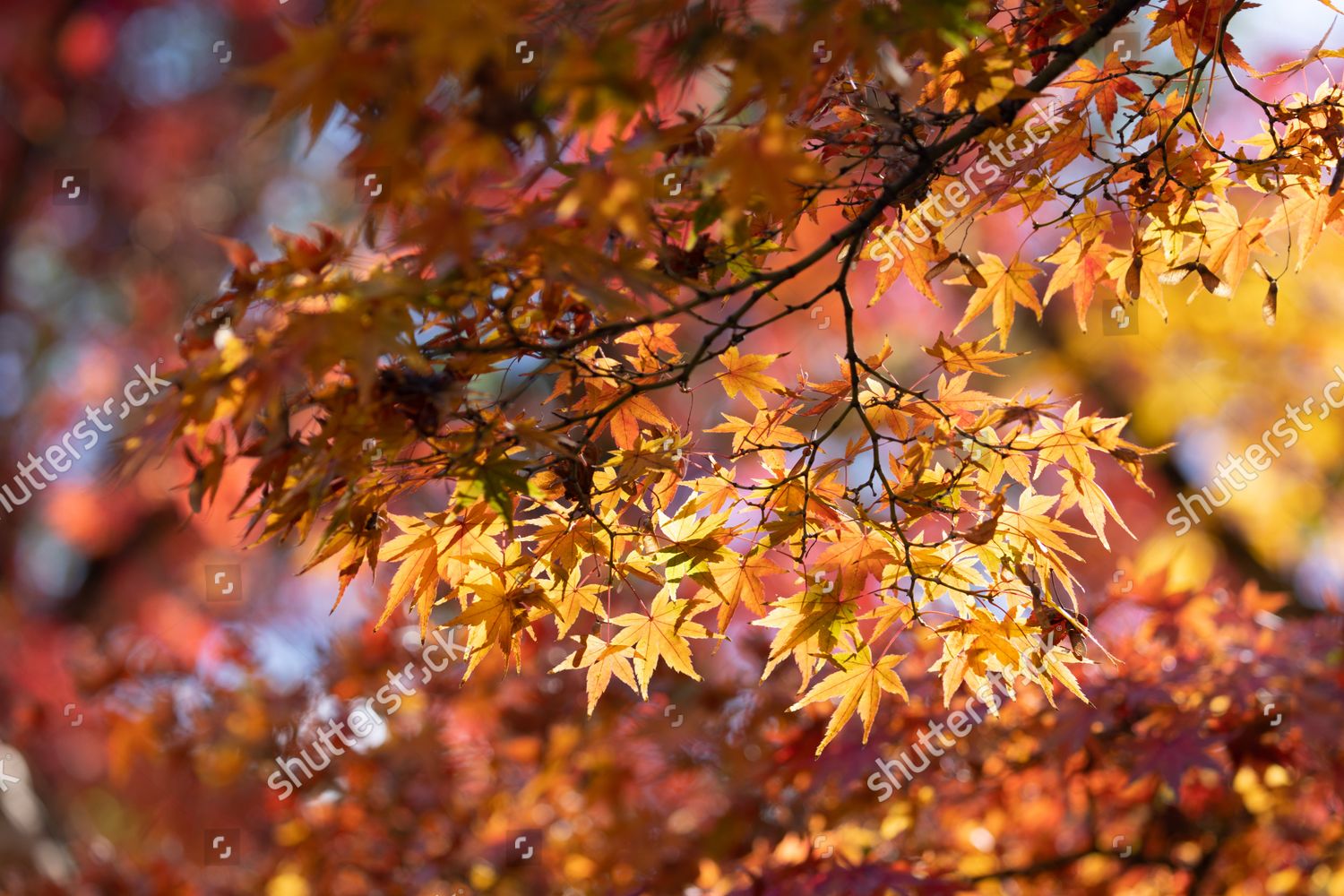 Autumn Colored Momiji Leaves Japanese Maple Editorial Stock Photo ...