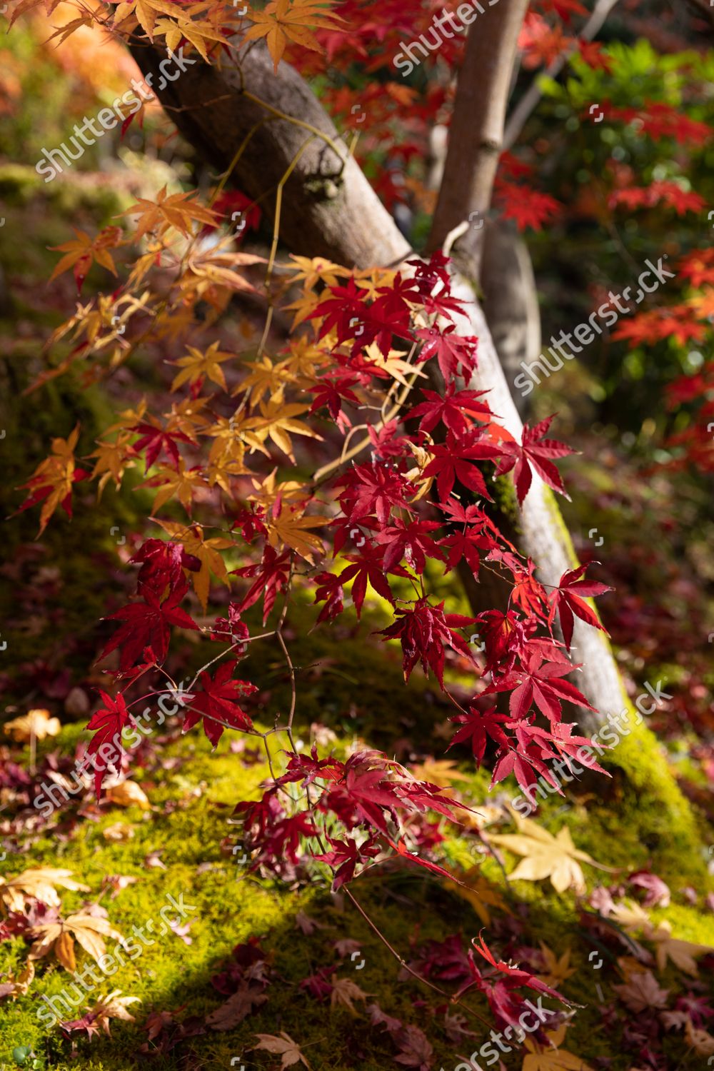 Autumncolored Momiji Leaves Japanese Maple Seen Editorial Stock Photo ...