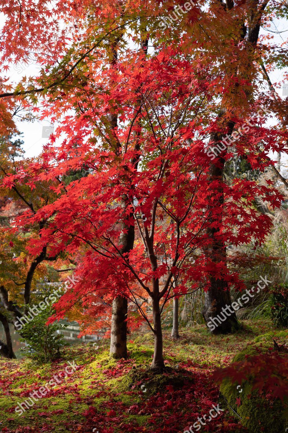 Autumncolored Momiji Leaves Japanese Maple Seen Editorial Stock Photo ...