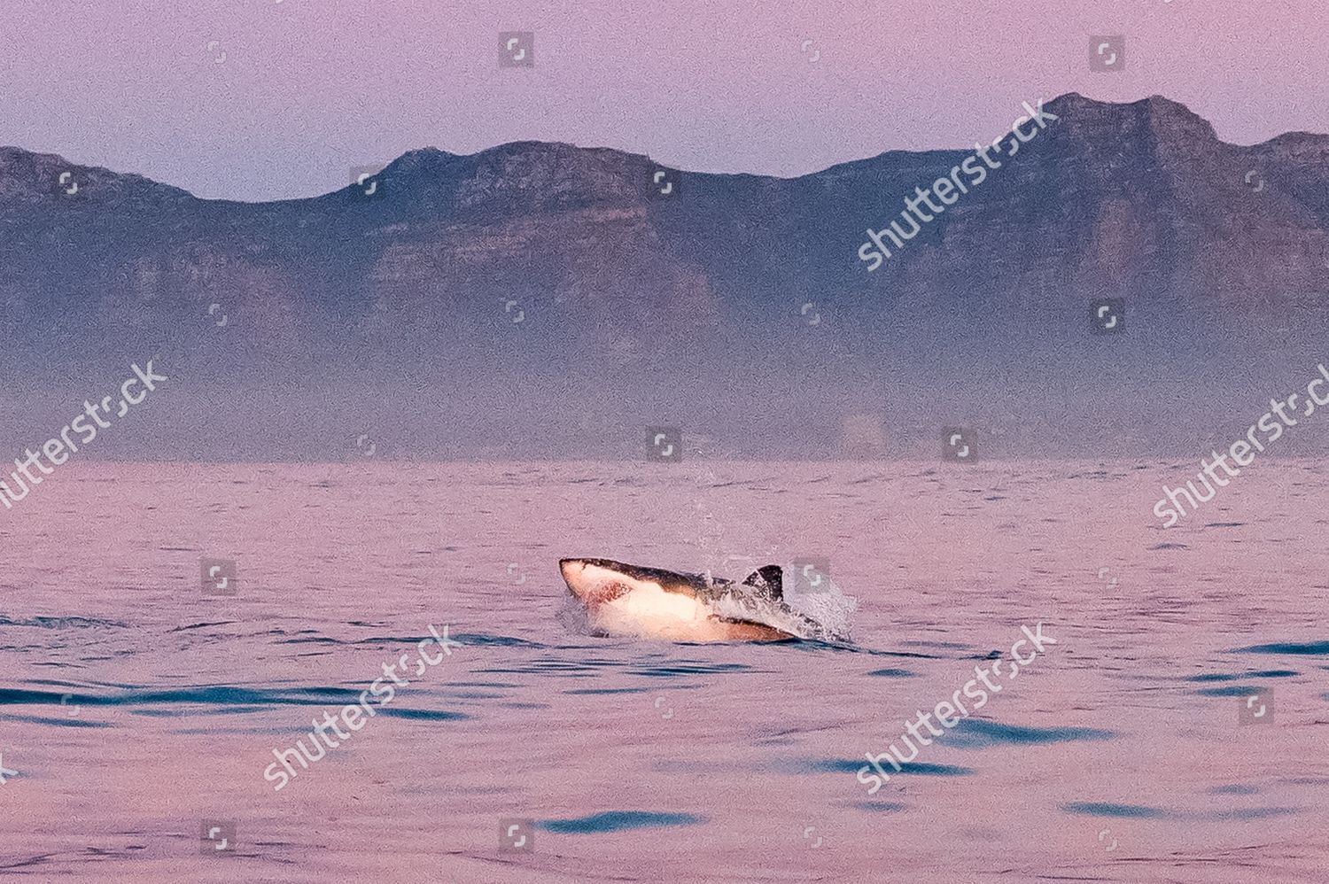 baby-seal-manages-escape-jaws-great-editorial-stock-photo-stock-image-shutterstock