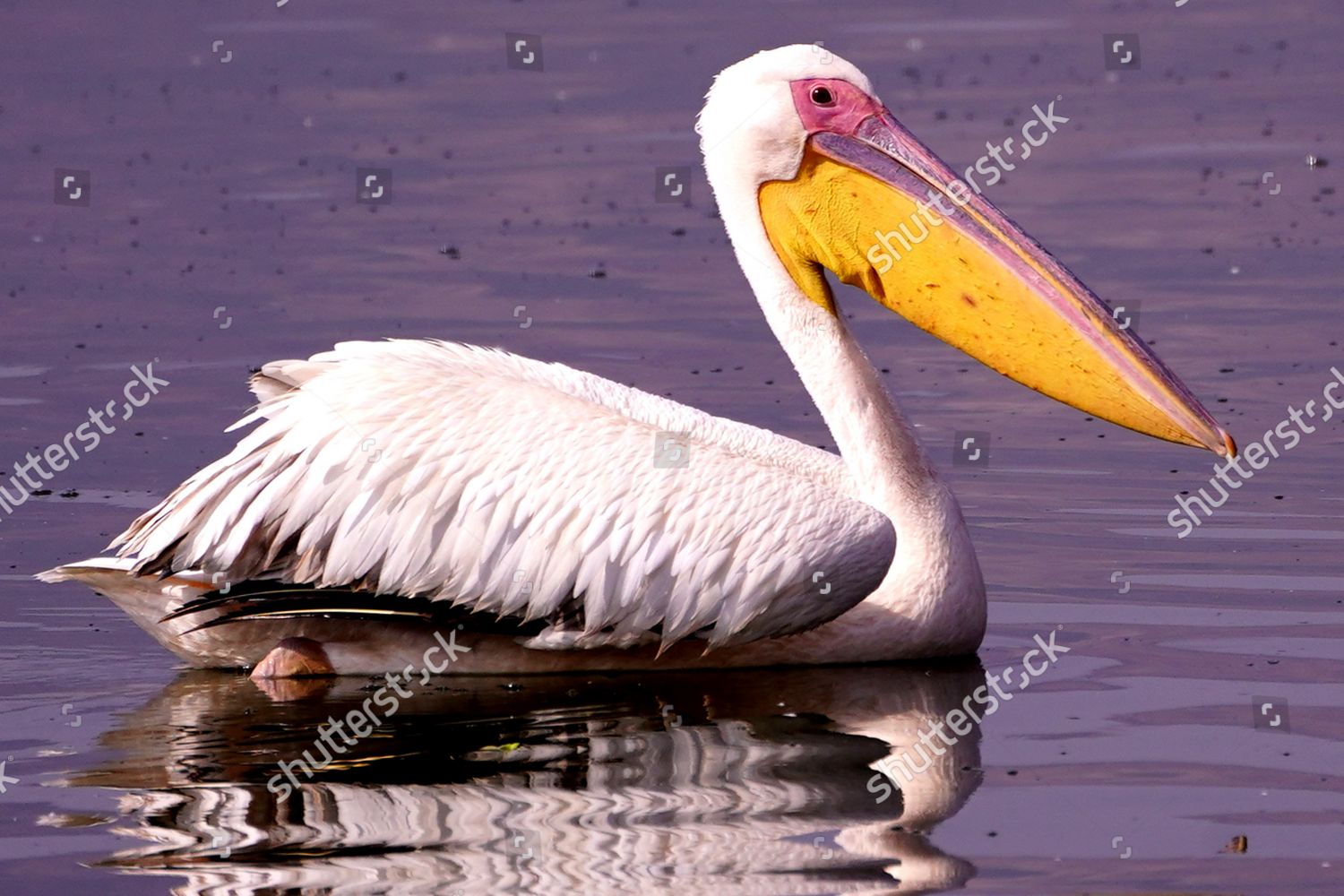 Pelicans Inside Anasagar Lake Ajmer Temperature Editorial Stock Photo