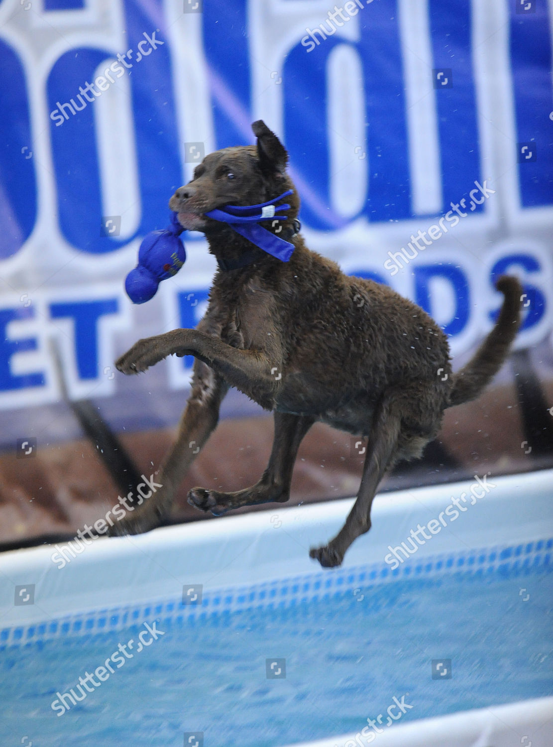 Dock Diving Dog Training Editorial Stock Photo Stock Image Shutterstock