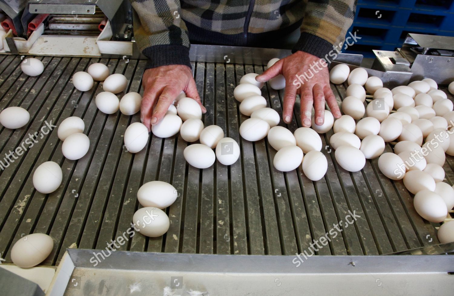 Organic Egg Production Editorial Stock Photo - Stock Image | Shutterstock