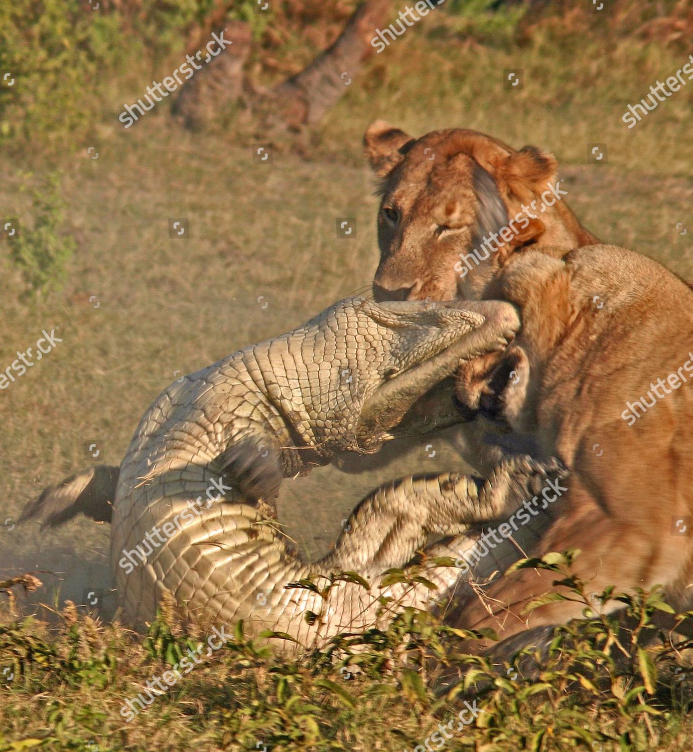 crocodile attack lion