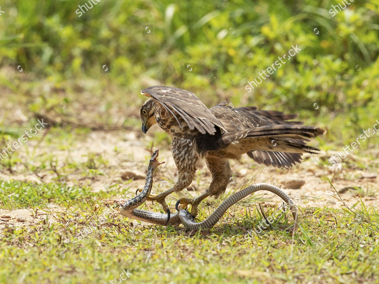hawk vs snake