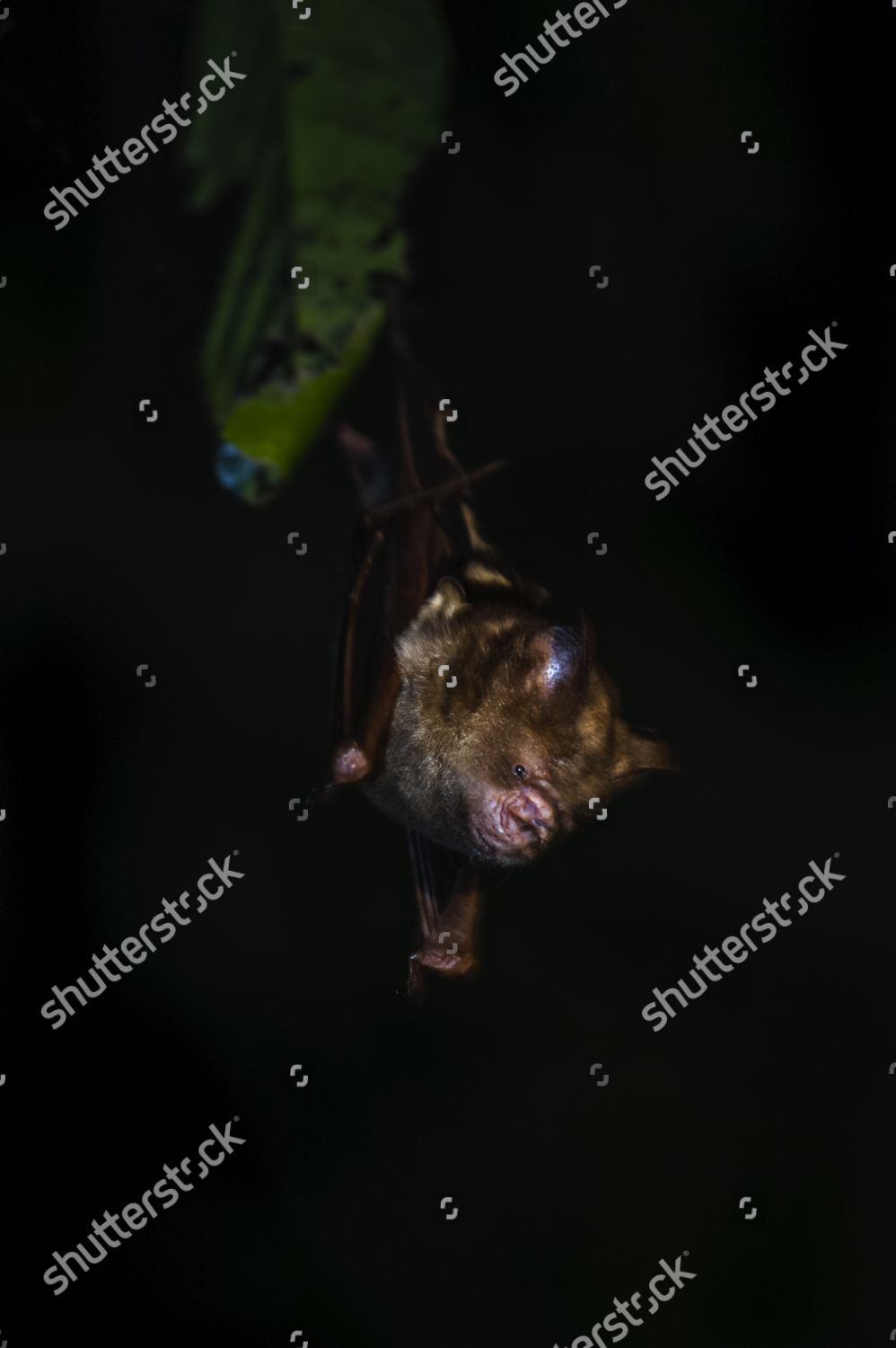 Bornean Horseshoe Bat Tropical Bats Seen Editorial Stock Photo - Stock ...