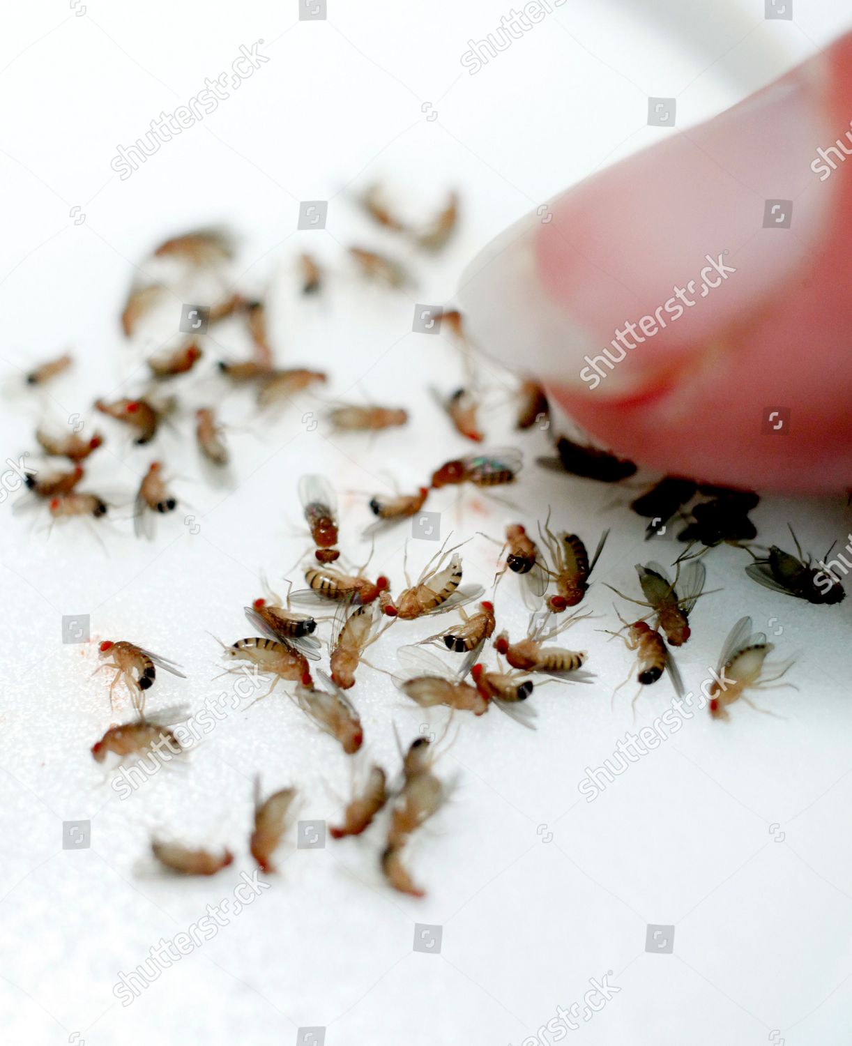 Common Fruit Fly Vinegar Fly Drosophila Editorial Stock Photo Stock