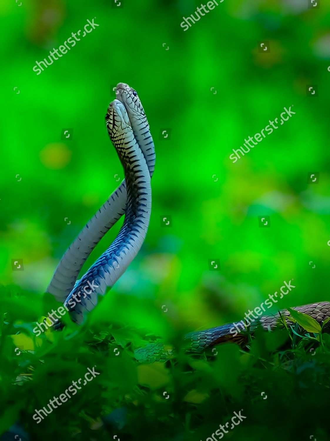 Two Snakes Coil Around Each Other Editorial Stock Photo Stock Image