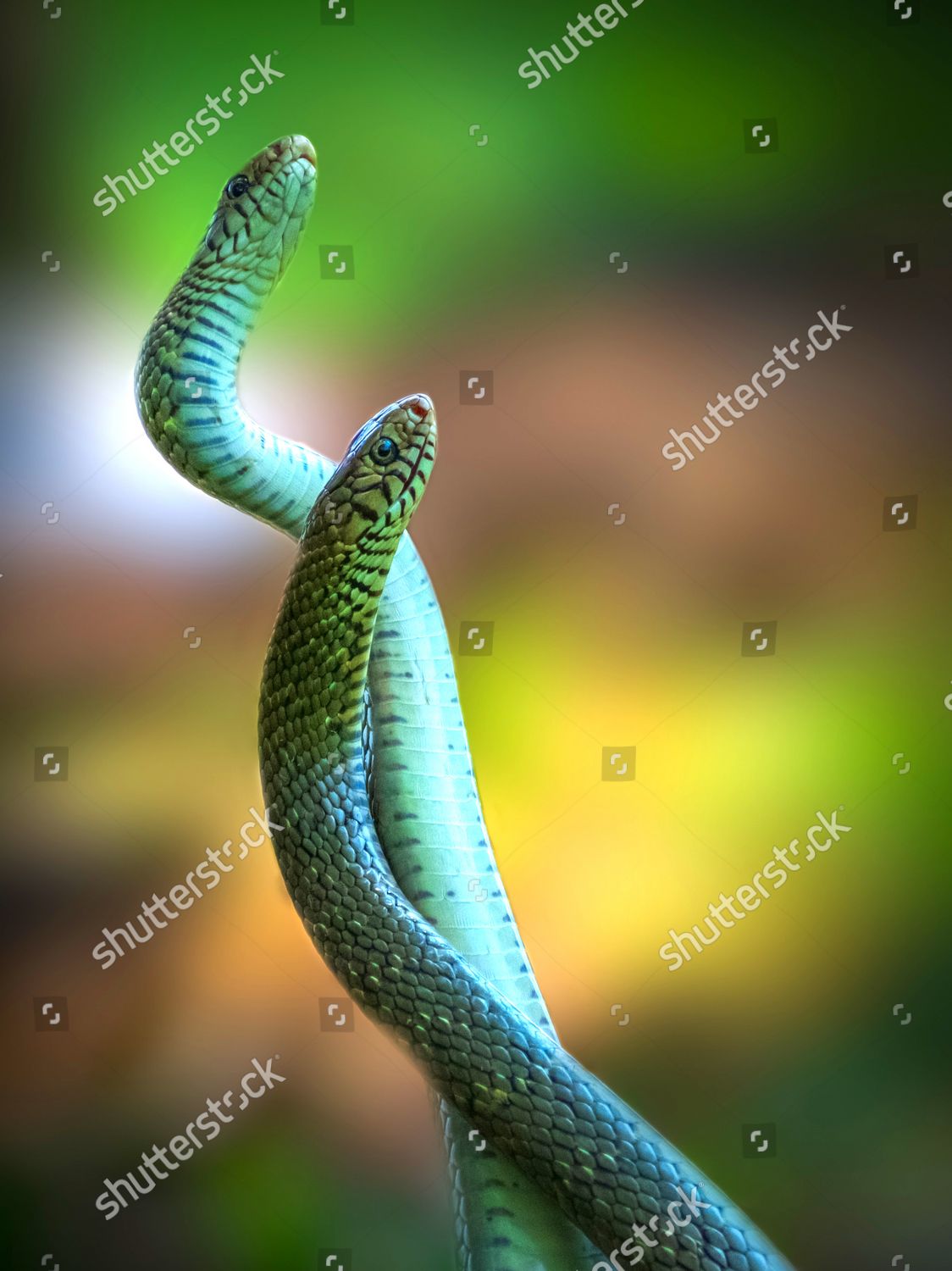 Two Snakes Coil Around Each Other Editorial Stock Photo Stock Image
