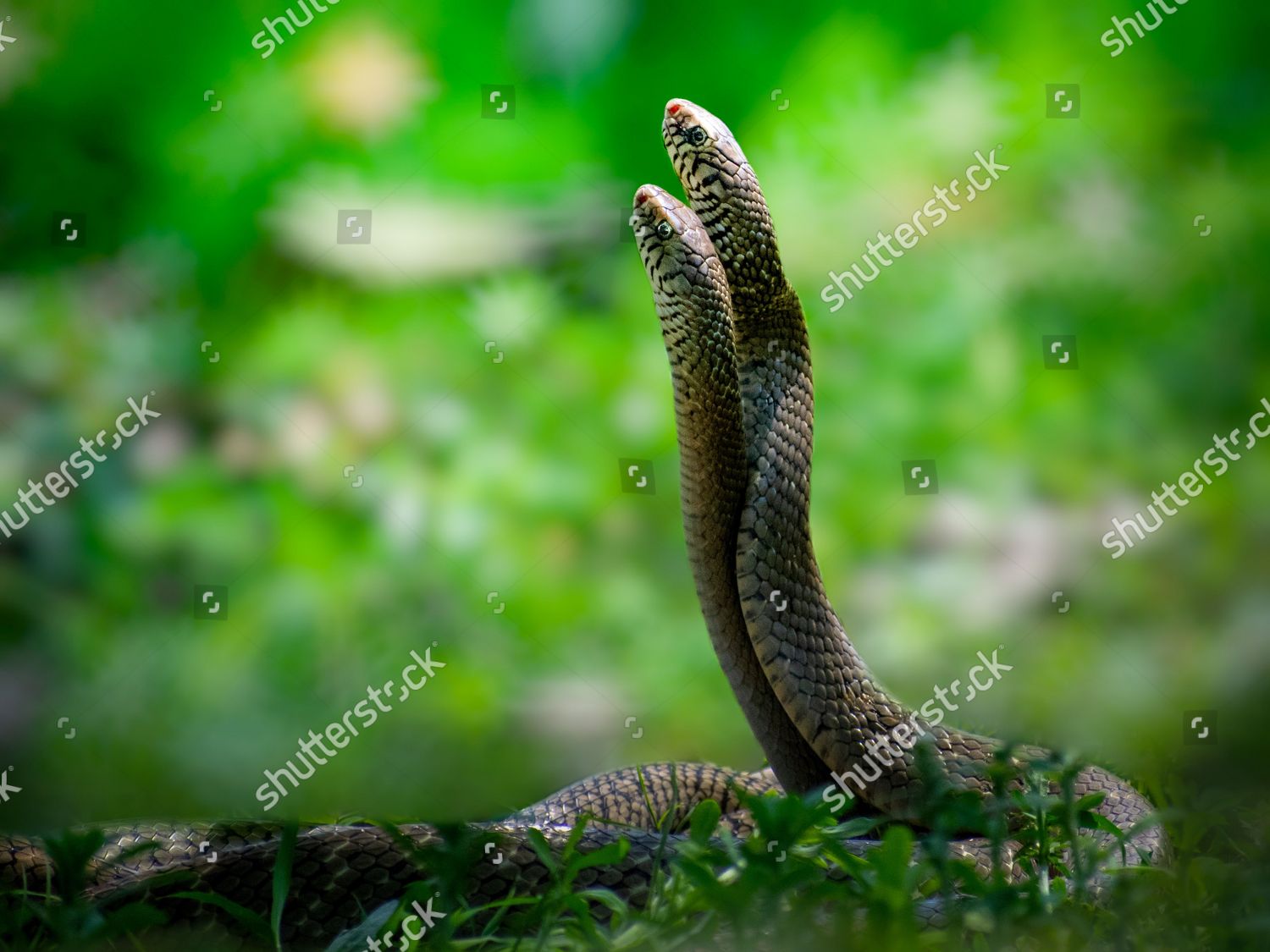 Two Snakes Coil Around Each Other Editorial Stock Photo - Stock Image ...