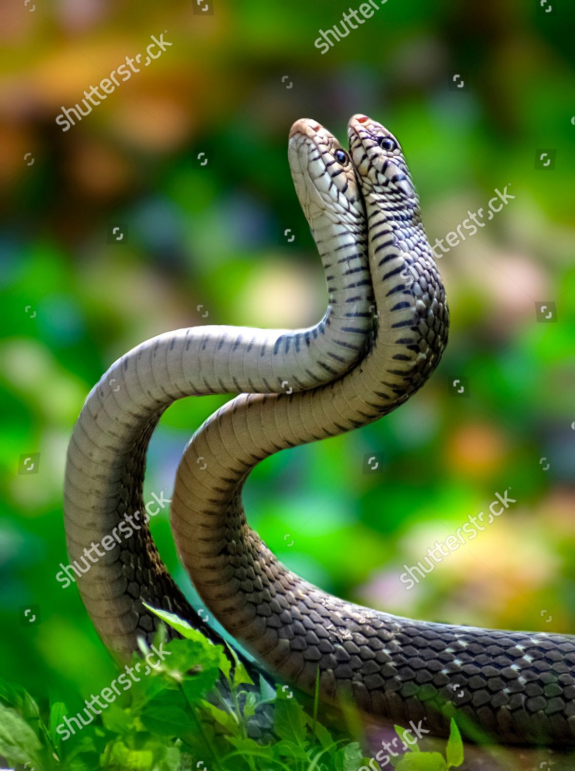 Two Snakes Coil Around Each Other Editorial Stock Photo Stock Image