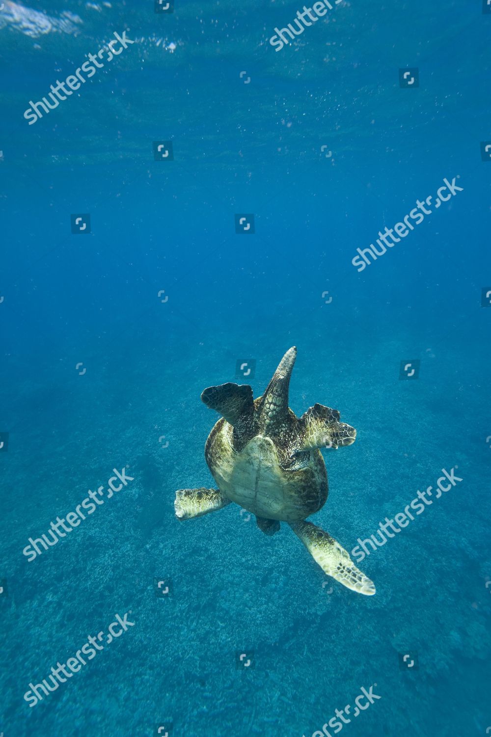 Adult Male Green Sea Turtle Chelonia Editorial Stock Photo - Stock ...