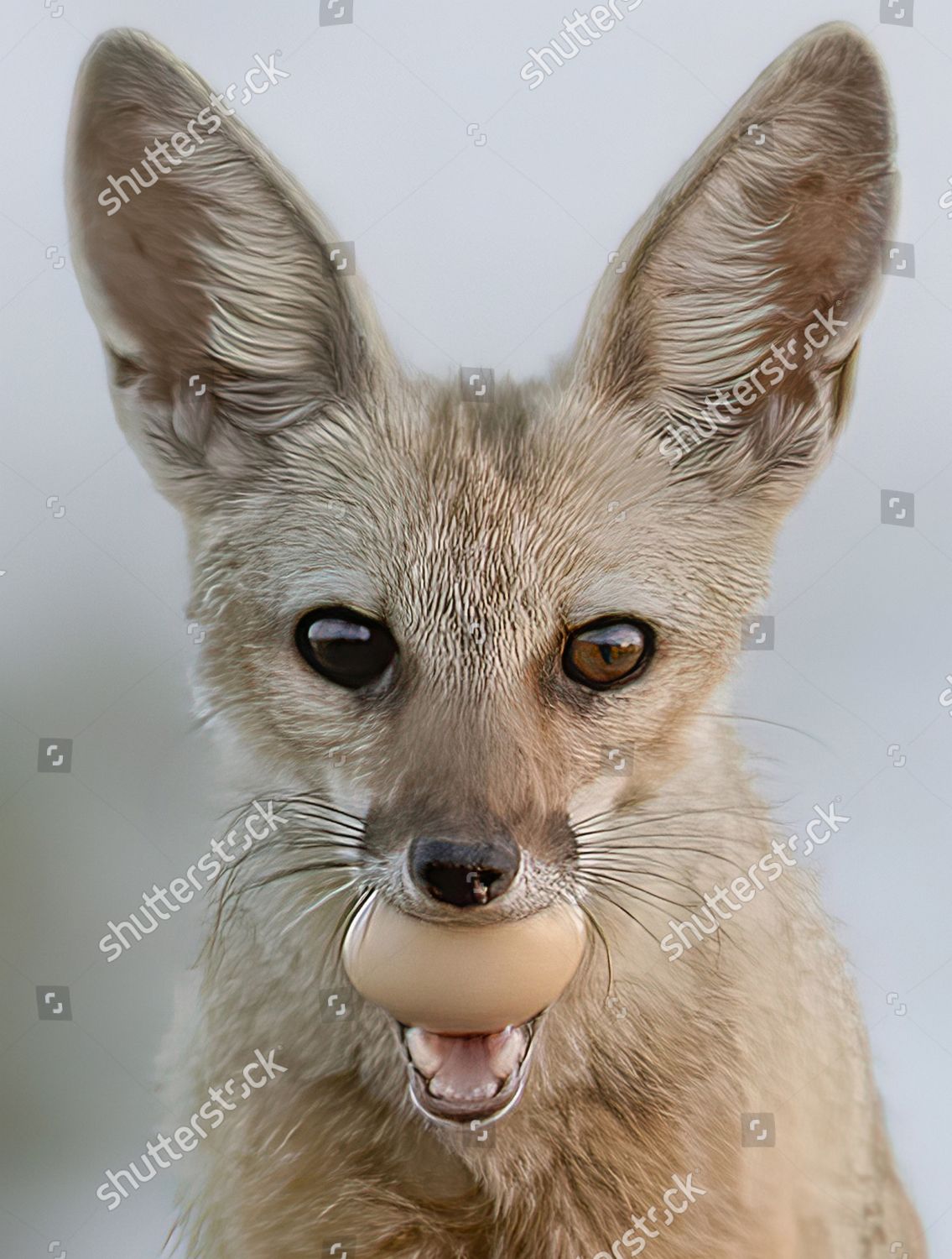 Fox Eggcellent Meal Steals Solitary Egg Editorial Stock Photo Stock