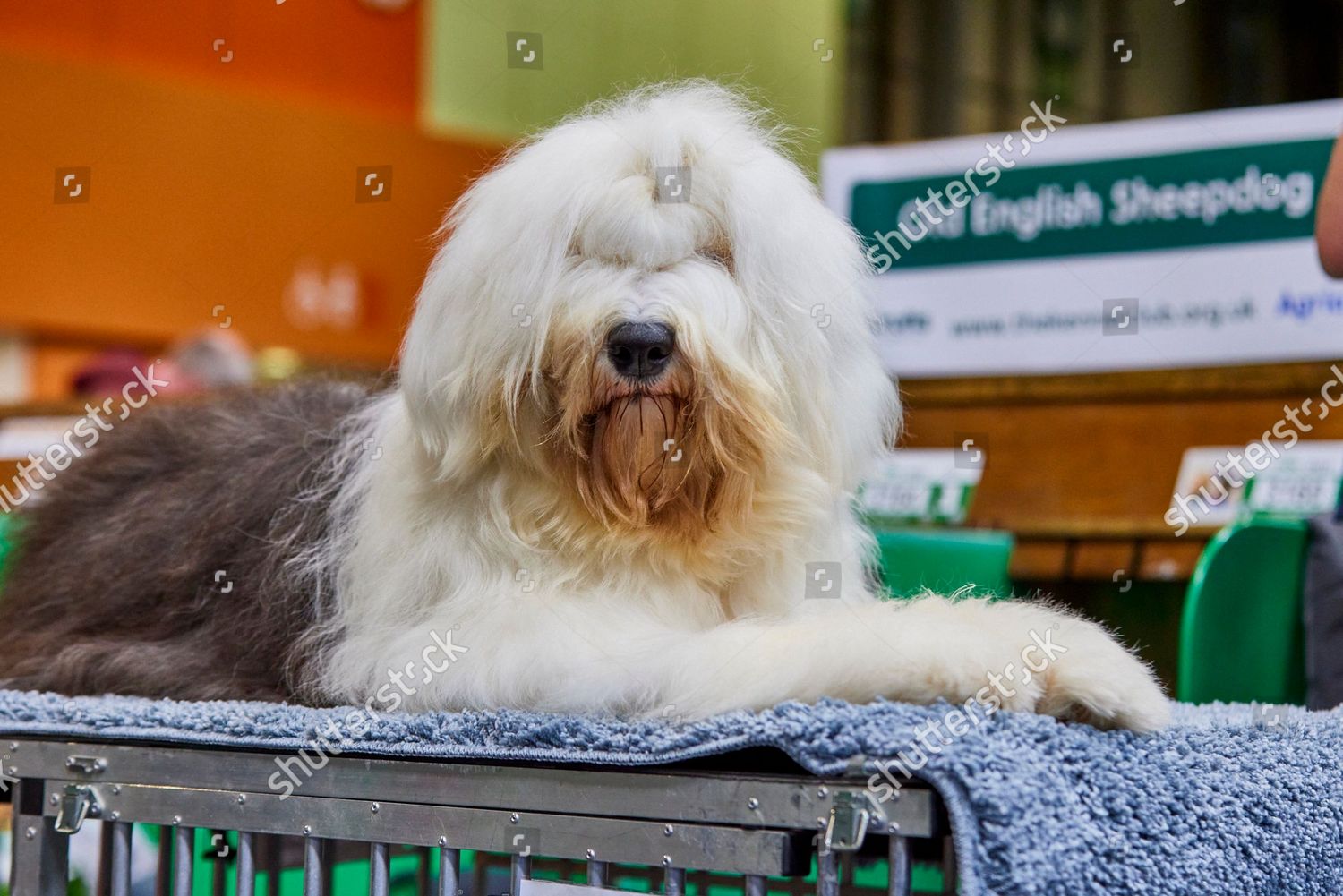 old-english-sheepdog-crufts-2022-nec-editorial-stock-photo-stock