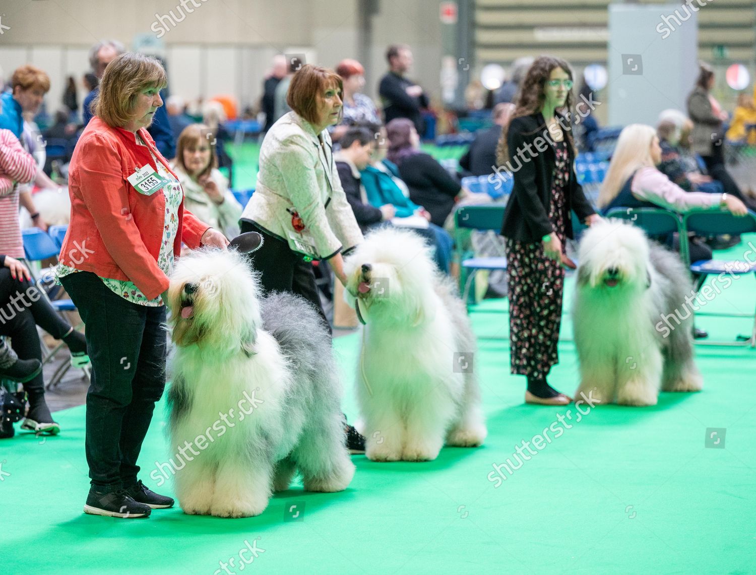 old-english-sheepdog-crufts-2022-nec-editorial-stock-photo-stock