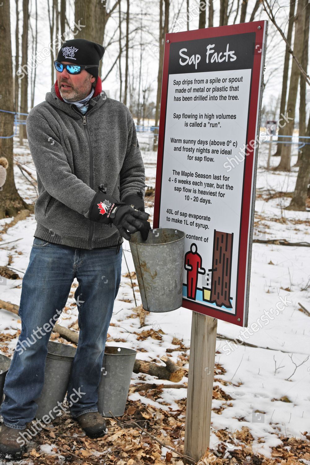 Farmer Explains How Maple Syrup Harvested Editorial Stock Photo Stock