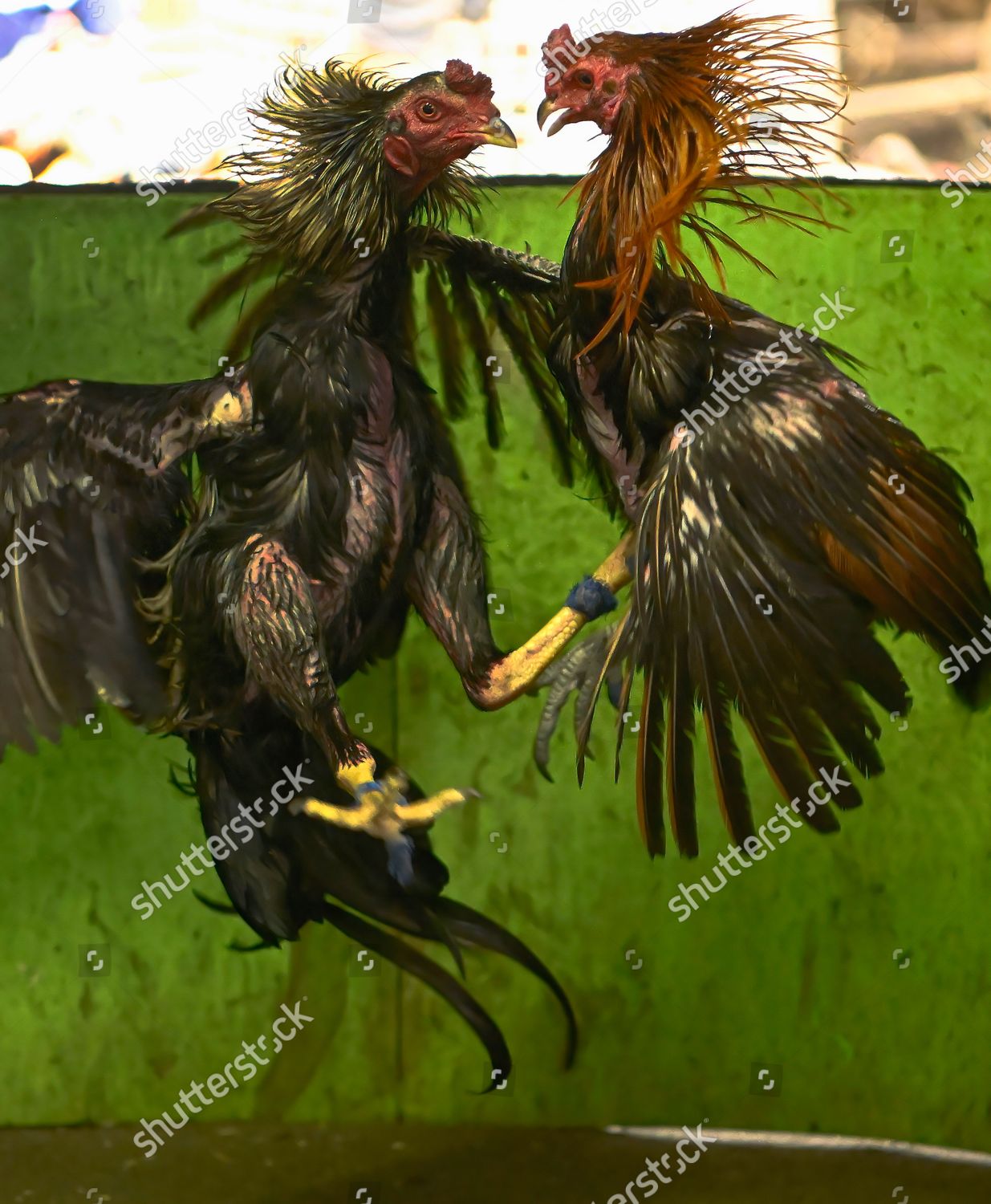 Fighting Rooster Types - eiu1jkp