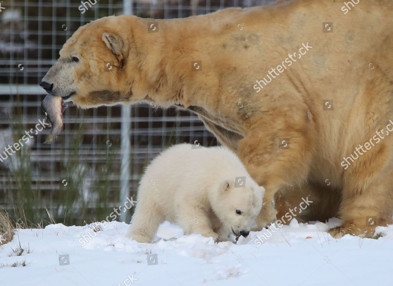 Brodie Polar Bear Cub Gets His Editorial Stock Photo Stock Image