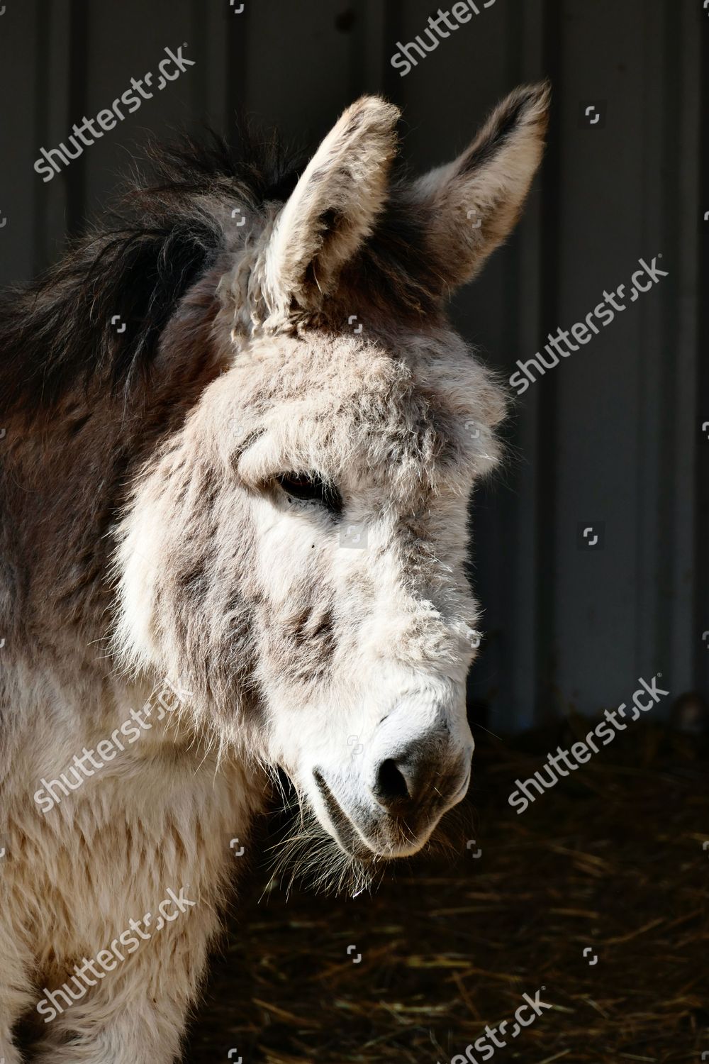 Donkeys Make Most Sunshine Cold Winds Editorial Stock Photo Stock