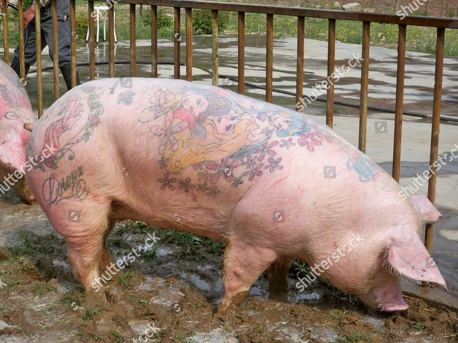 NNN  Branded Pigs