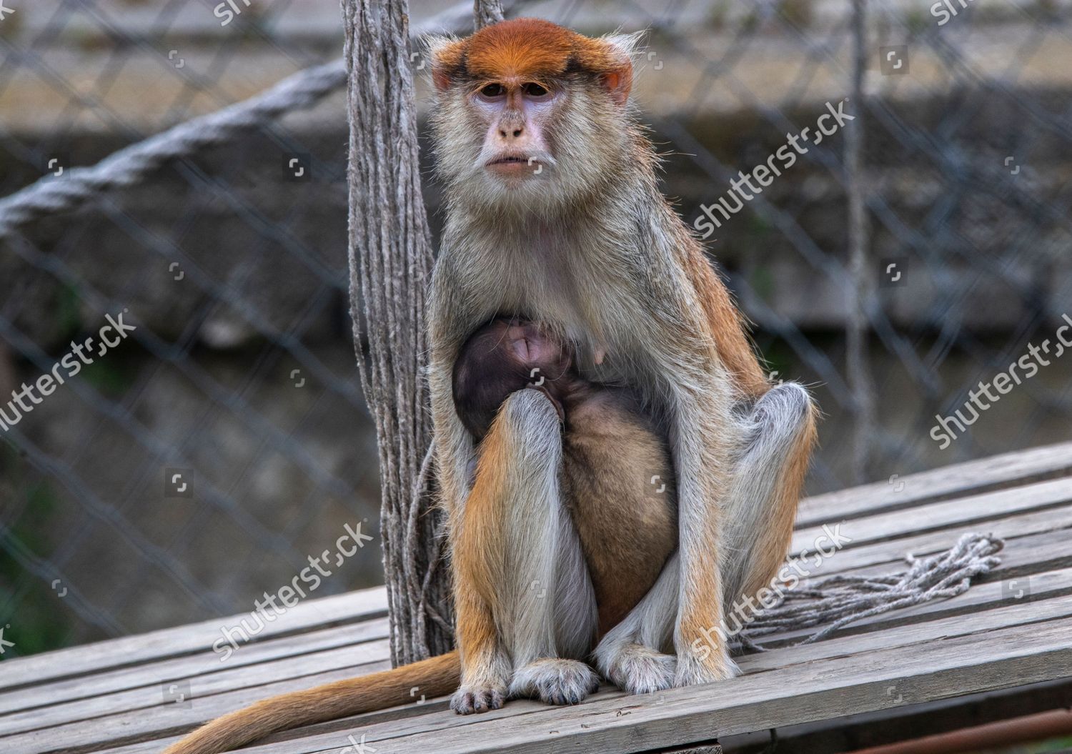 baby patas monkey