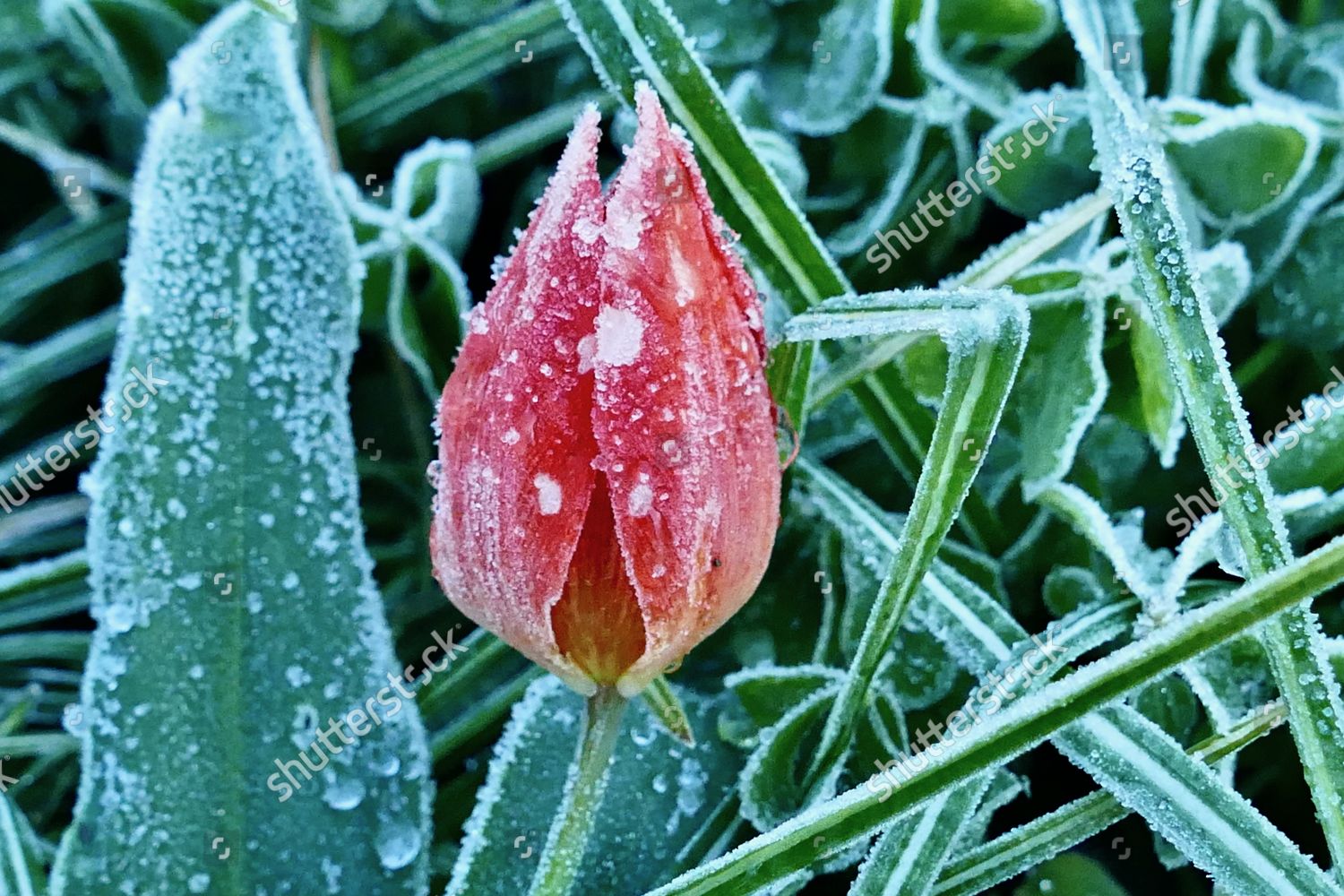 Frost Covered Tulips Flowers After Bitterly Editorial Stock Photo Stock Image Shutterstock