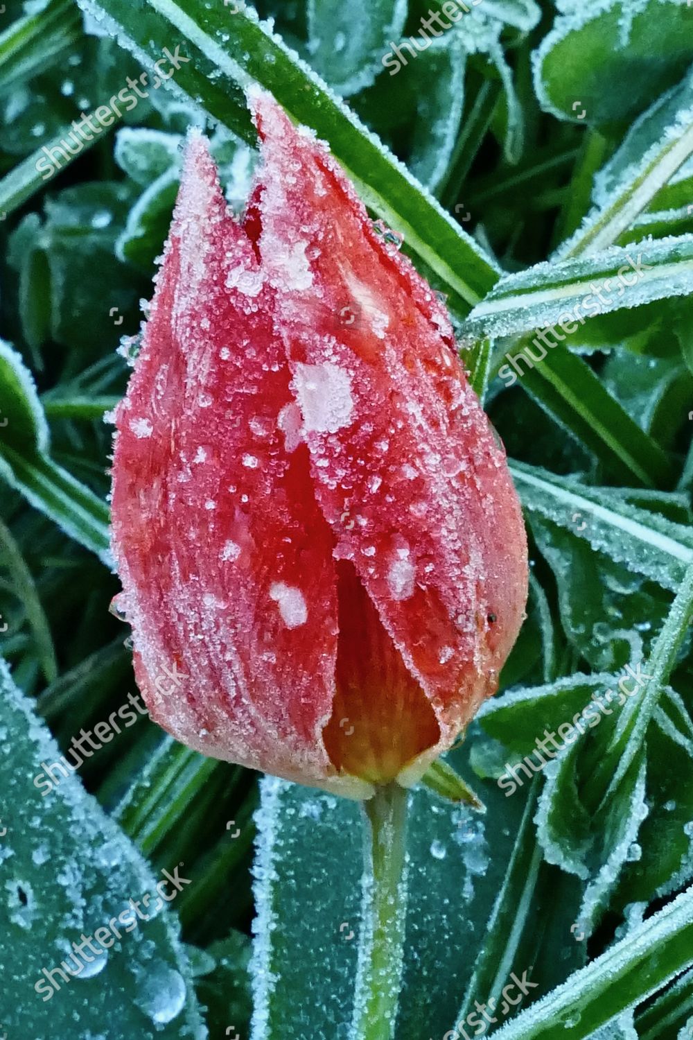 FROST COVERED TULIPS FLOWERS AFTER BITTERLY Editorial Stock Photo Stock Image Shutterstock