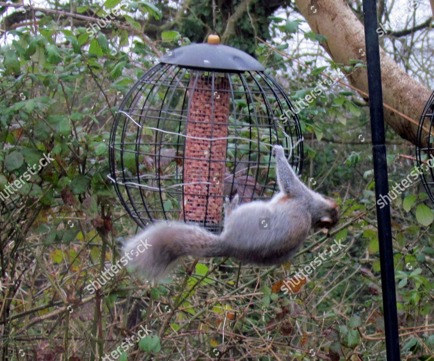 Squirrel Examines One Supposedly Squirrelproof Bird Feeders