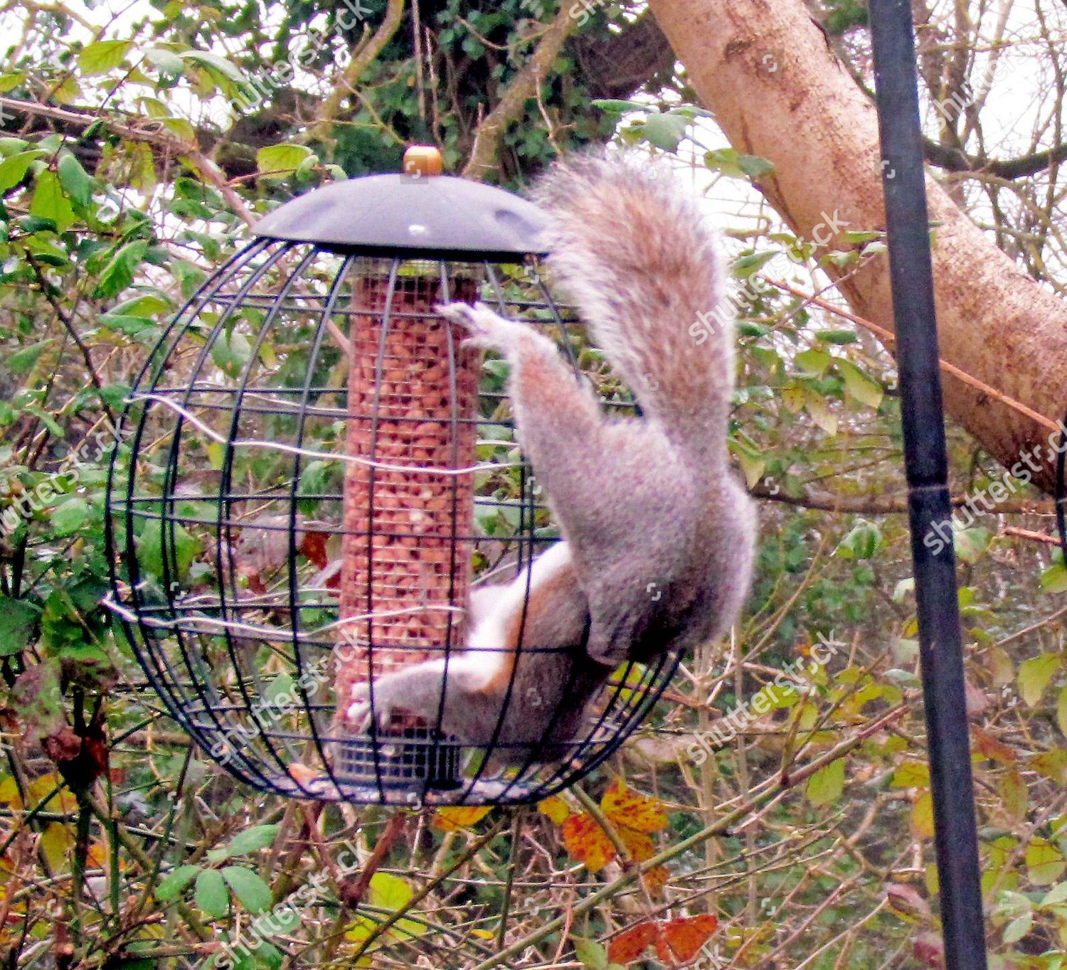 Squirrel Squeezes Through Wire One Supposedly Squirrelproof