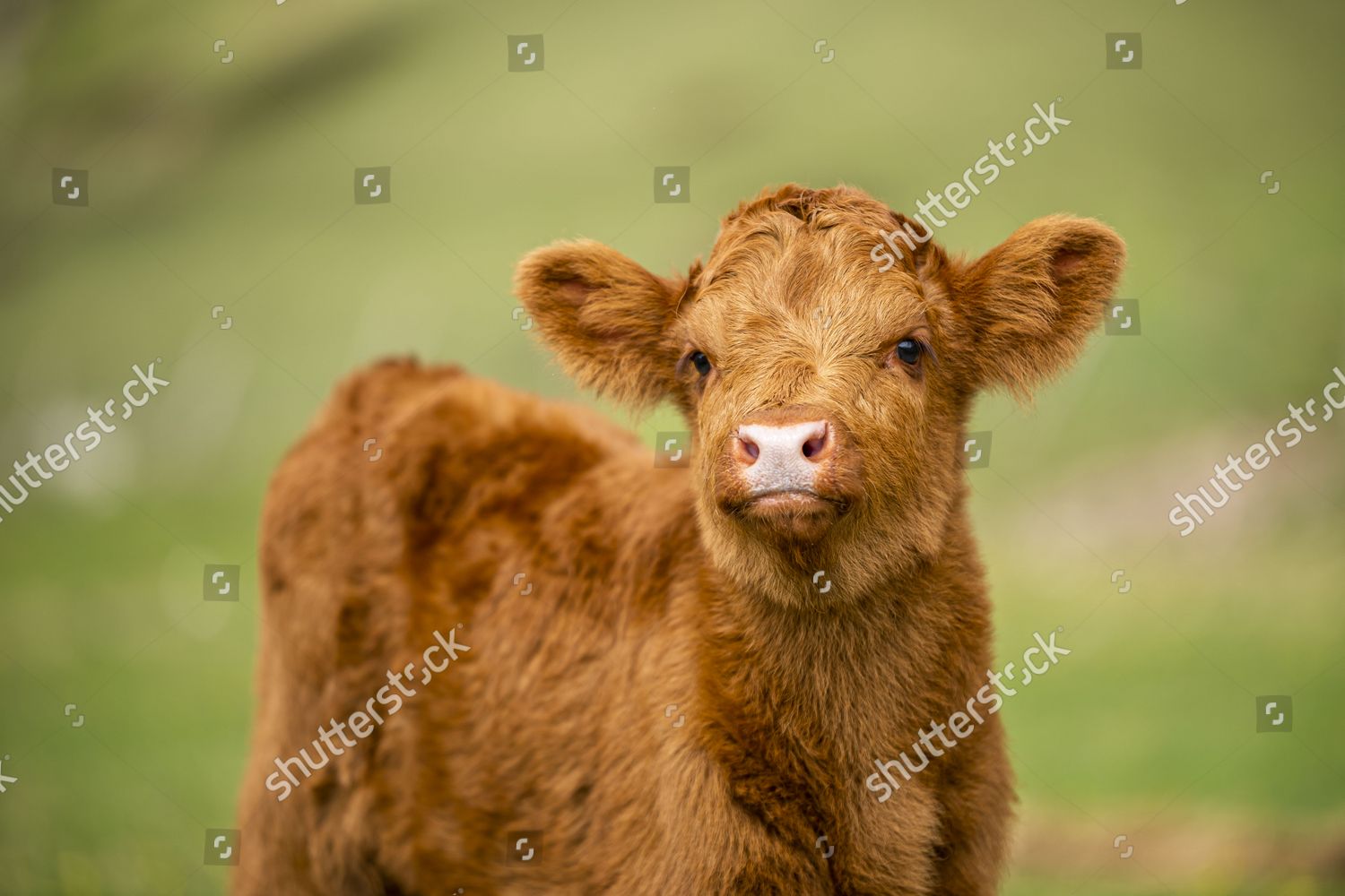 Clyde This Newborn Highland Calf Will Editorial Stock Photo - Stock ...