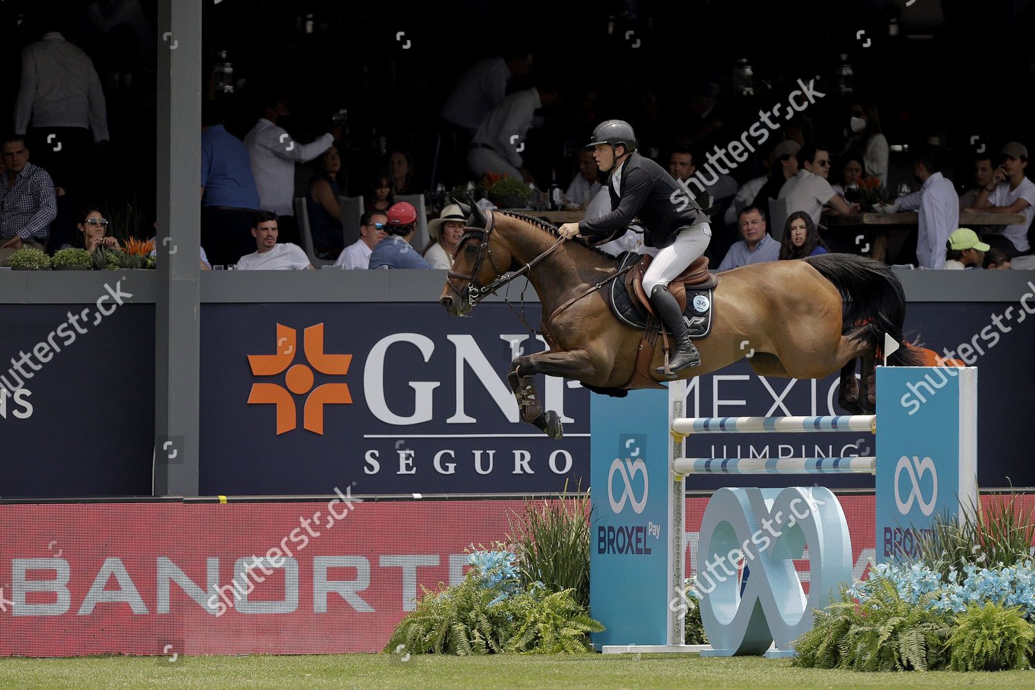 Dutch Jockey Johnny Pals Riding Zarkava Editorial Stock Photo - Stock Image  | Shutterstock Editorial
