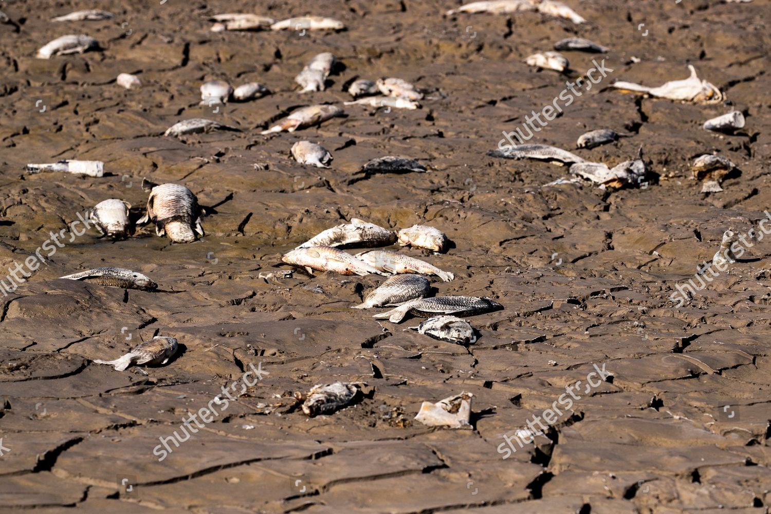 Fish Trapped Water Disappeared Rot Dry Editorial Stock Photo Stock