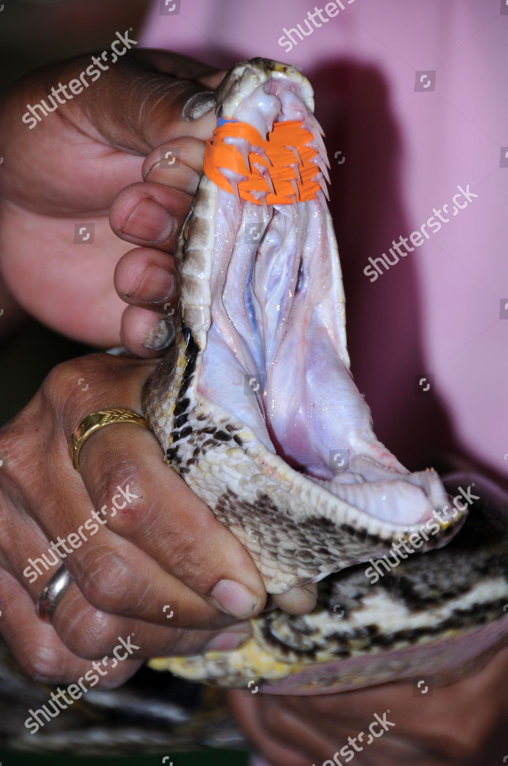 Snake Charmer Demonstrating Python Here He Editorial Stock Photo ...