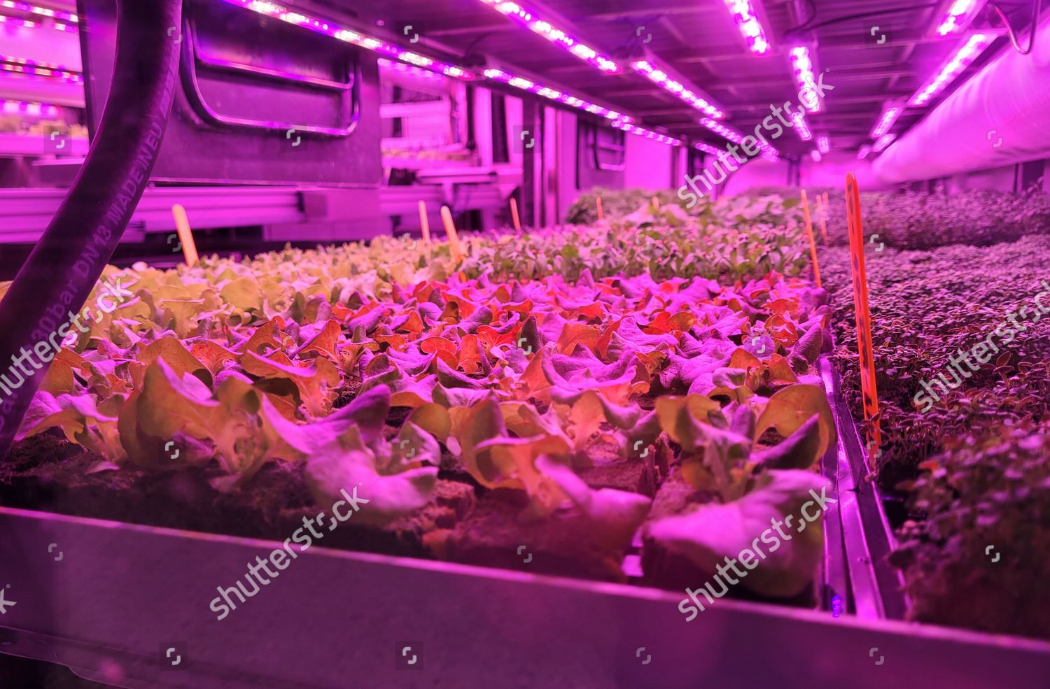 grocery-store-salad-cultivation-store-uppsala-editorial-stock-photo