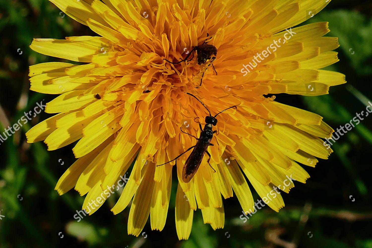 how-to-culture-black-soldier-fly-organic-feed-for-fishes-poultry-and