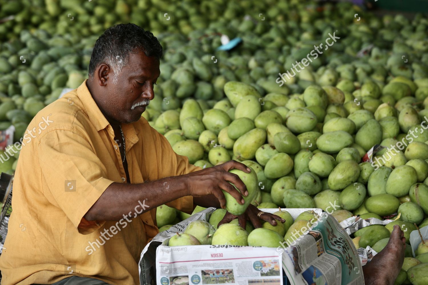 Mango Vendor Market On Outskirts Bangalore Editorial Stock Photo